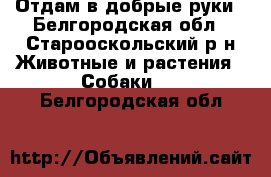 Отдам в добрые руки - Белгородская обл., Старооскольский р-н Животные и растения » Собаки   . Белгородская обл.